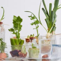 How To Regrow Fruits and Vegetables from Scraps